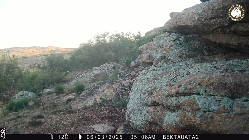 Фотография Казахскаи Пищухи с фотоловушки Бектауата 2