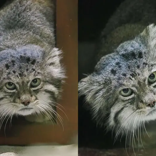 Фотография Клёна в Зоопарке Уено