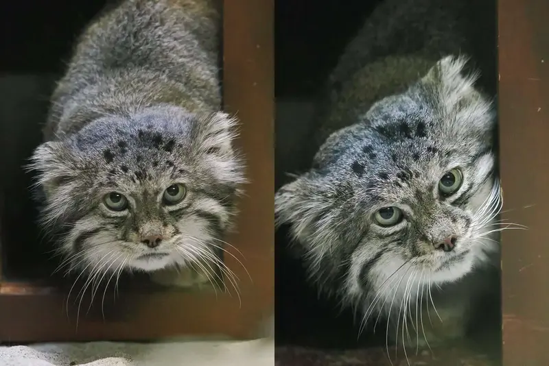 Фотография Клёна в Зоопарке Уено