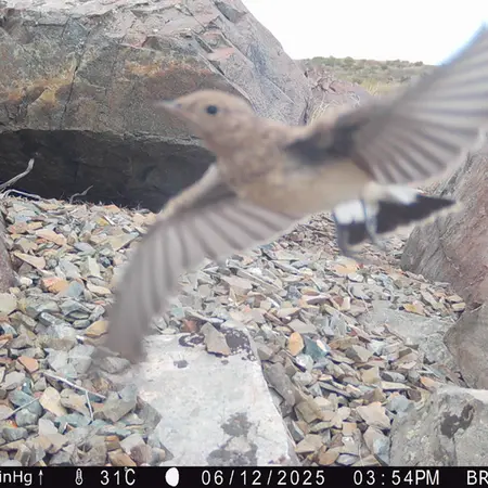 Фотография с манулом с фотоловушки Киикбай