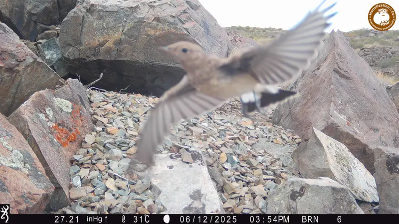 Фотография с манулом с фотоловушки Киикбай [новинка]