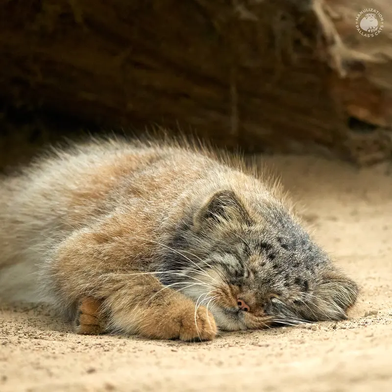 Фотография Алтаны в Ла Торбиере
