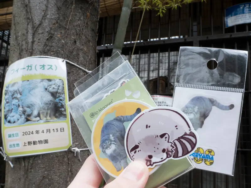 Фотография Фиги в Зоопарке Ногеяме