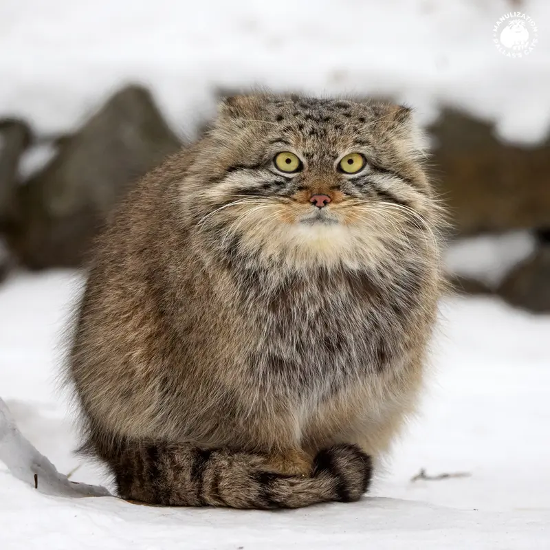 Фотография Евчика 2024 Г.р. Ⅰ в Новосибирском Зоопарке