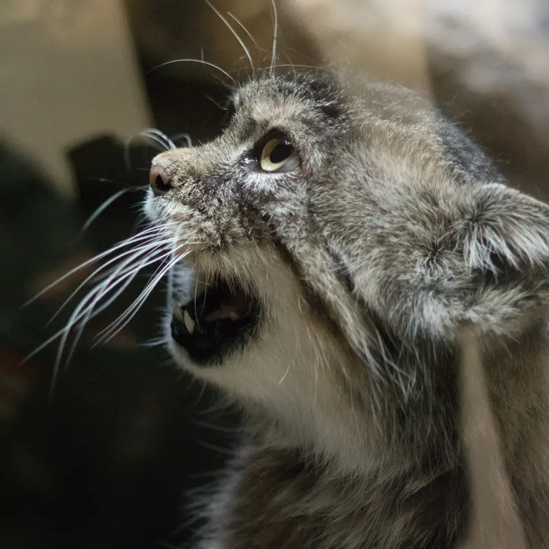 Фотография Примулы в Зоопарке Уено