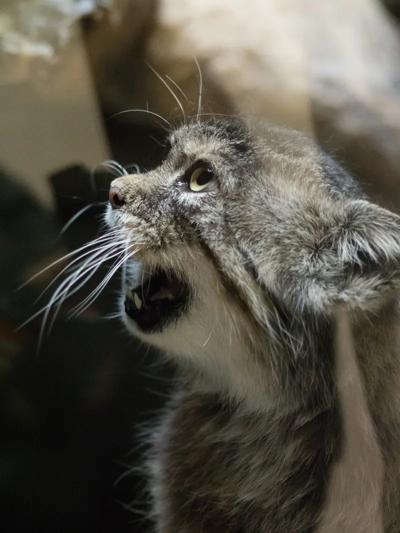 Фотография Примулы в Зоопарке Уено