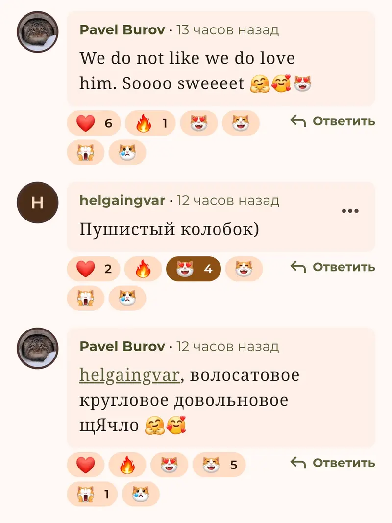 Фотография с манулом