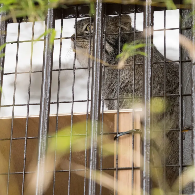 Фотография Фиги в Зоопарке Ногеяме