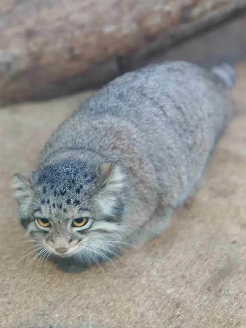 Фотография Ото