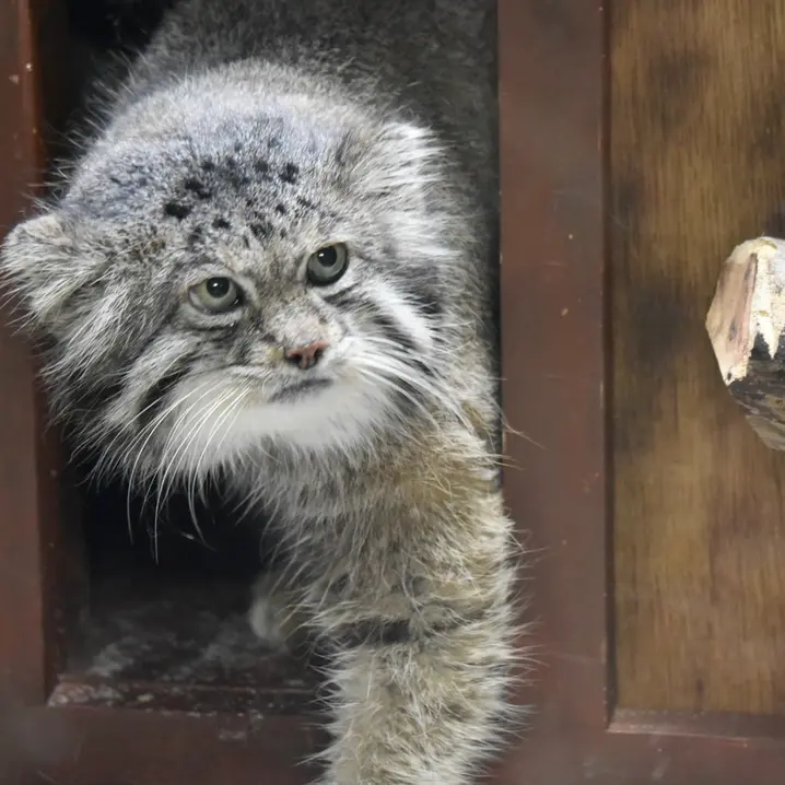 Фотография Клёна в Зоопарке Уено