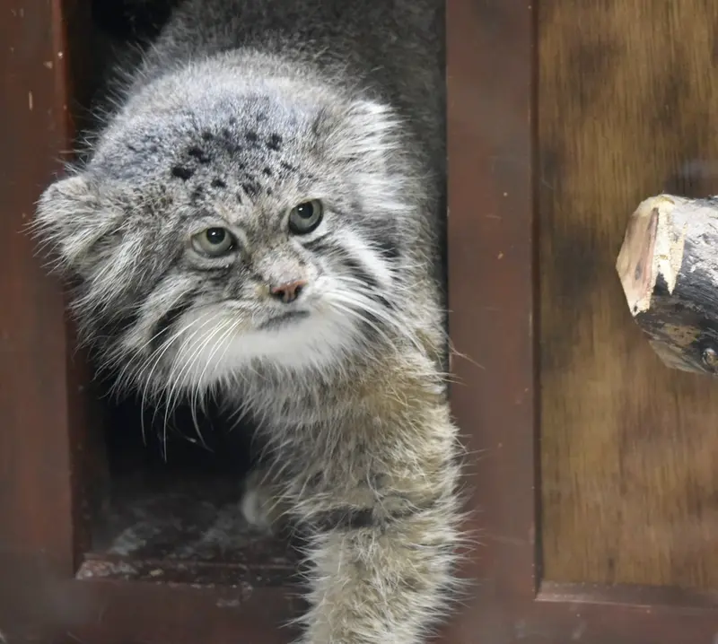 Фотография Клёна в Зоопарке Уено