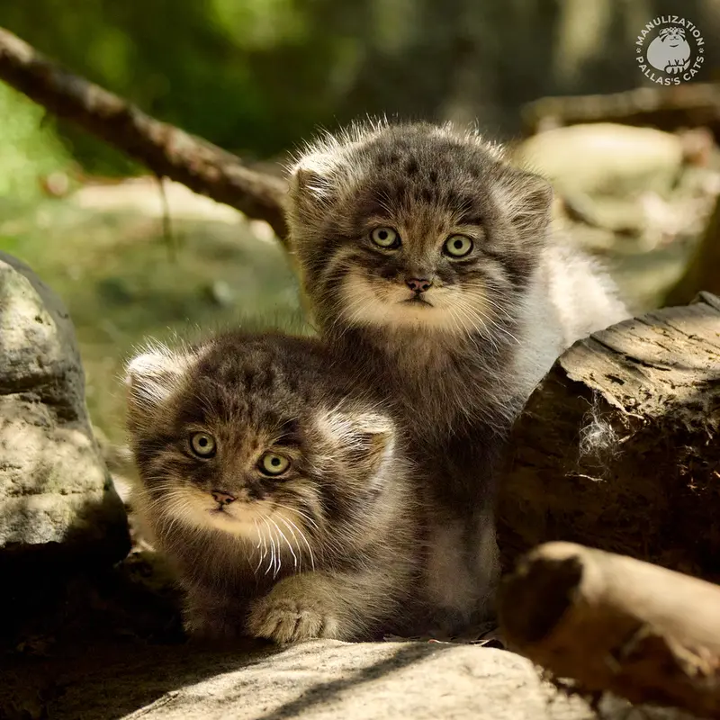 Фотография Саран в Ла Торбиере