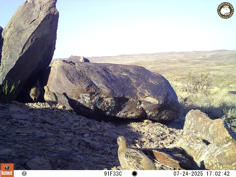 Фотография Сераи Куропатки с фотоловушки Кошкар [новинка]