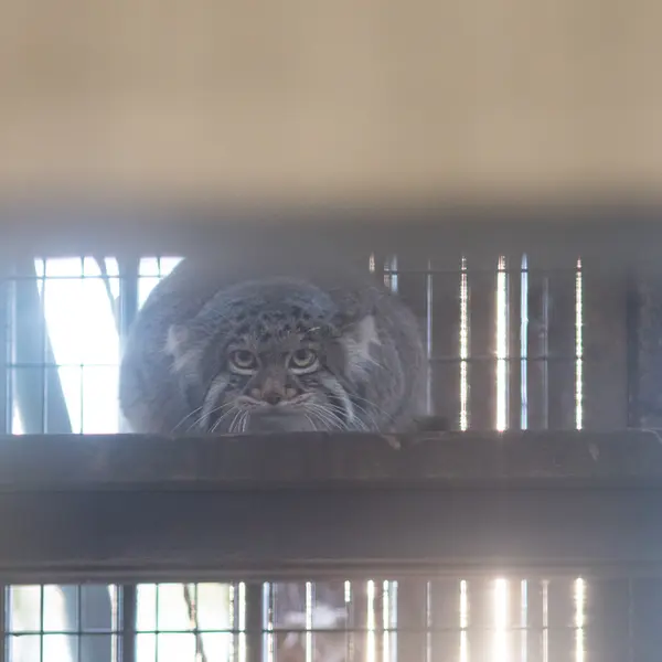 Фотография Фиги в Зоопарке Ногеяме