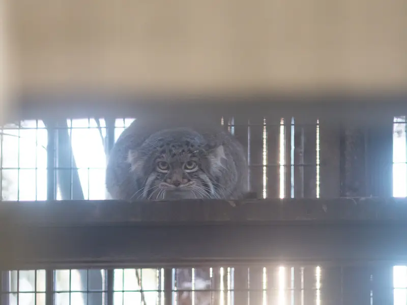 Фотография Фиги в Зоопарке Ногеяме