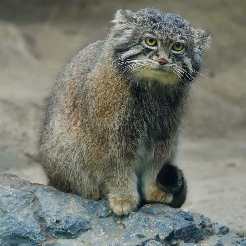 Фотография Нара в Царстве Животных Кобе