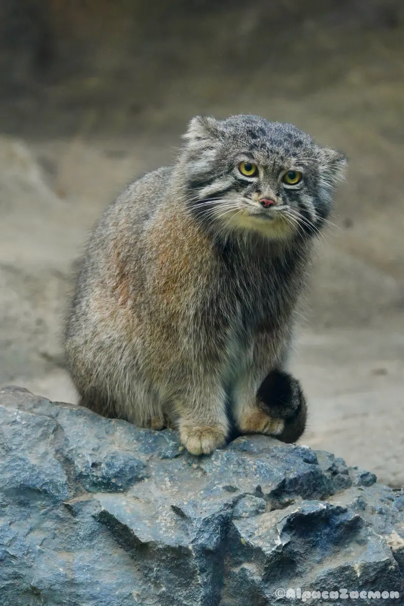 Фотография Нара в Царстве Животных Кобе