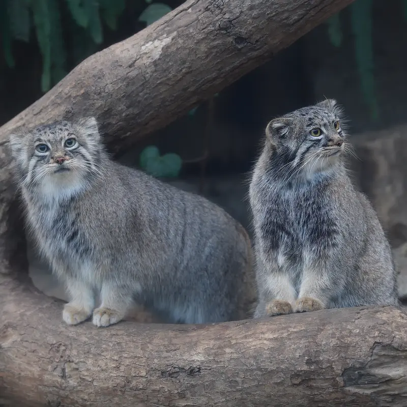 Фотография Аз в Царстве Животных Кобе