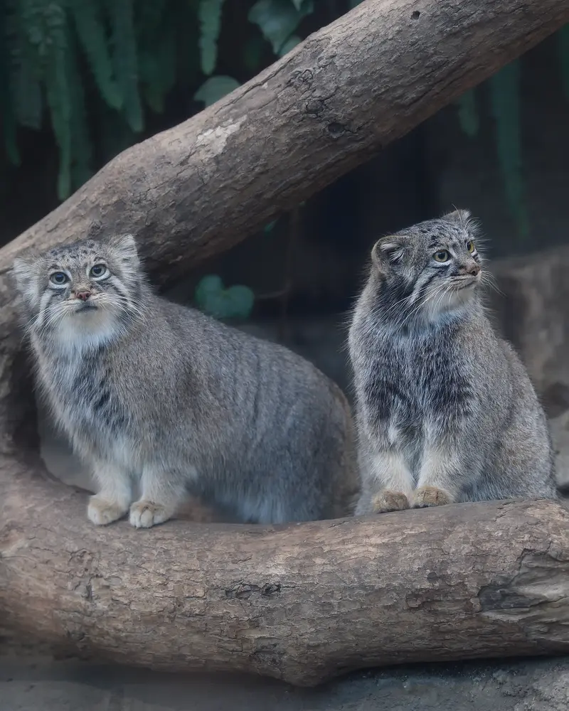 Фотография Аз в Царстве Животных Кобе