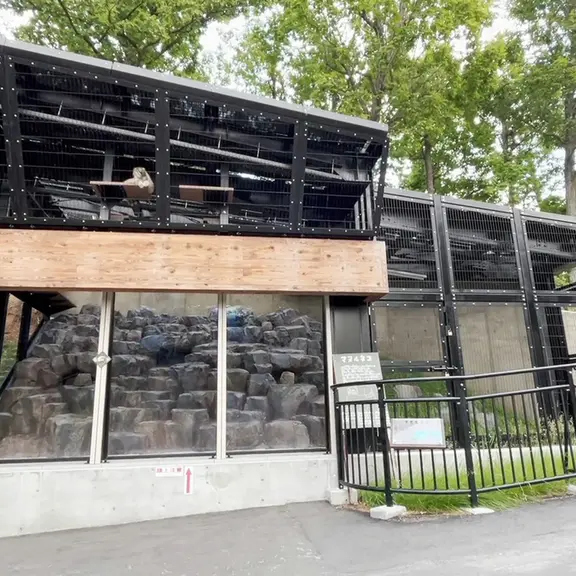 Фотография с манулом в Зоопарке Асахияма