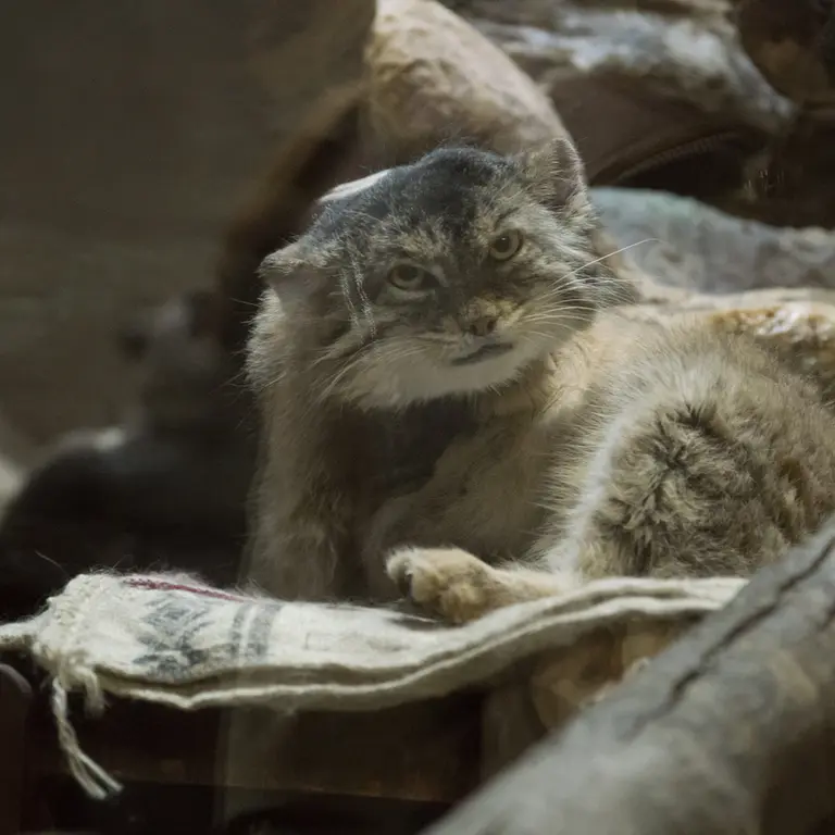 Фотография Примулы в Зоопарке Уено