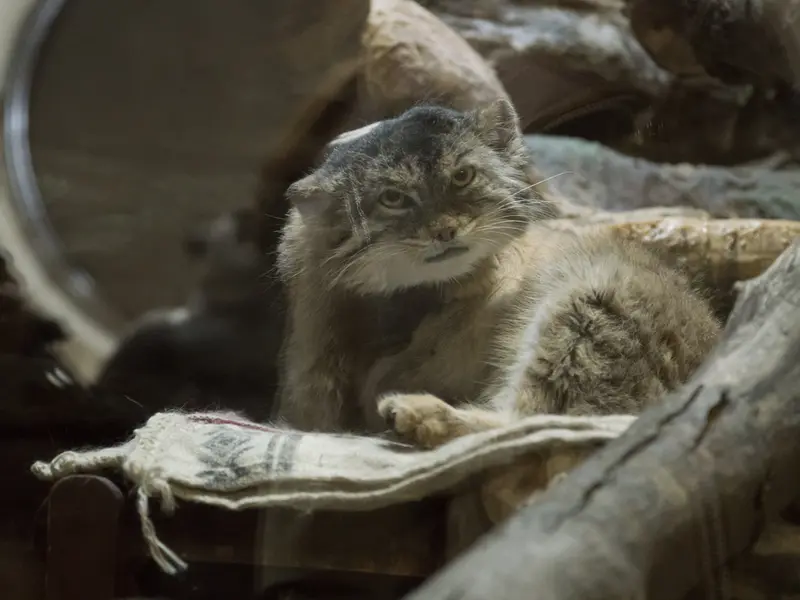 Фотография Примулы в Зоопарке Уено