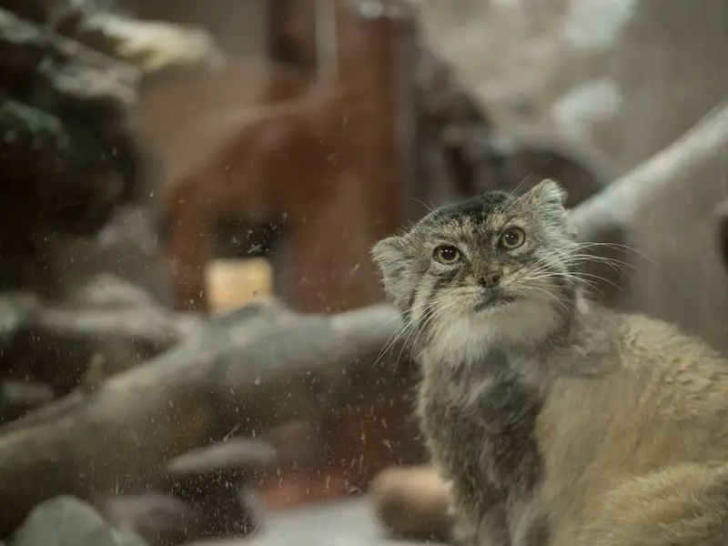 Фотография Примулы в Зоопарке Уено