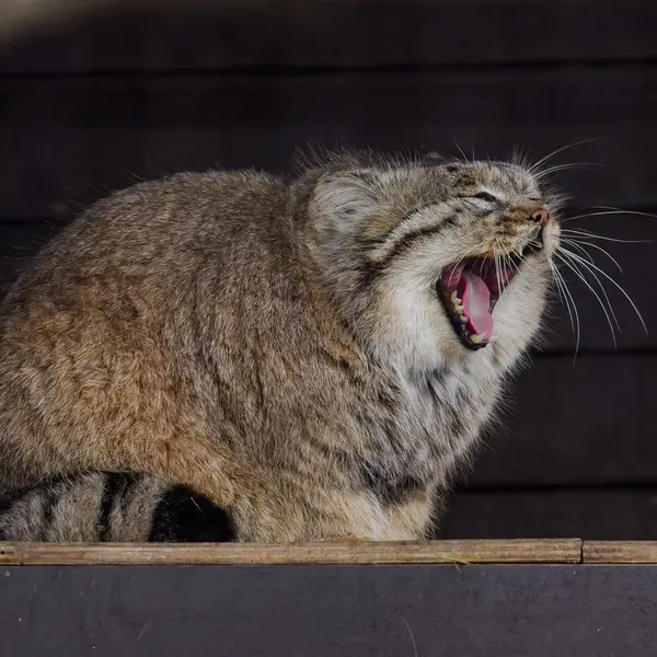 Фотография Музтау в Зоопарке Брно
