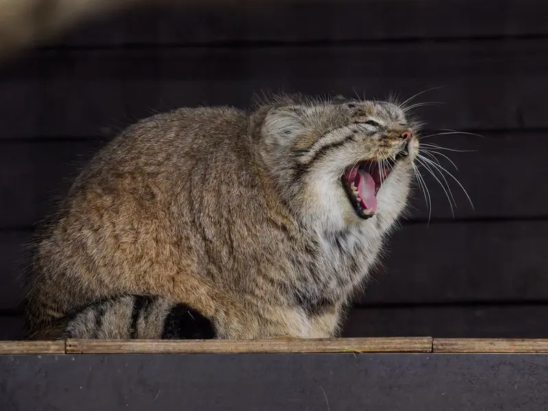 Фотография Музтау в Зоопарке Брно