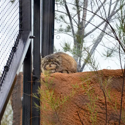 Фотография Спая в Пражском Зоопарке