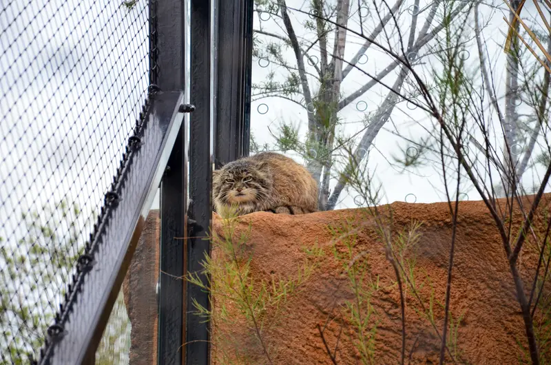 Фотография Спая в Пражском Зоопарке