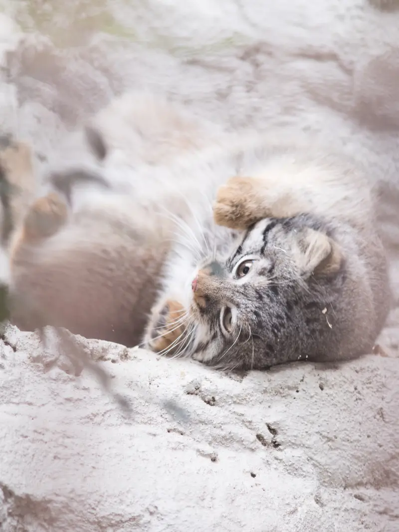 Фотография Фиги в Зоопарке Ногеяме