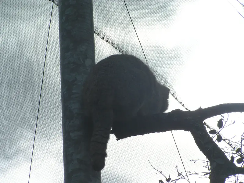 Фотография Бат-Эрдэнэ в Лэйклэнде Вайлдлайф Оазисе
