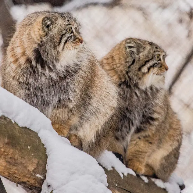Фотография Сычика в Новосибирском Зоопарке