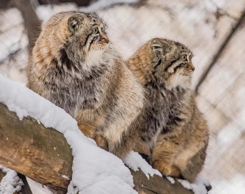 Фотография Евчика 2024 Г.р. Ⅰ и Сычика в Новосибирском Зоопарке