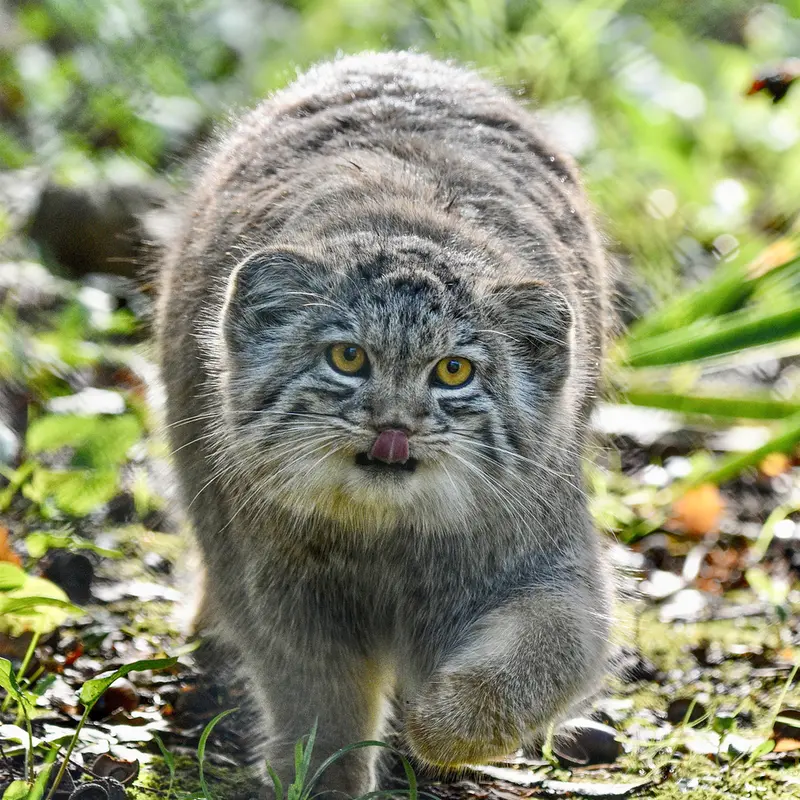 Фотография Бат-Эрдэнэ в Парке диких животных Порт-Лимпн