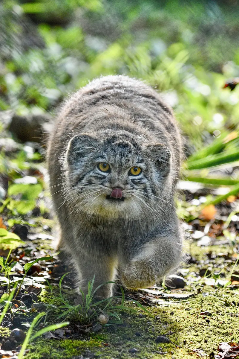 Фотография Бат-Эрдэнэ в Парке диких животных Порт-Лимпн