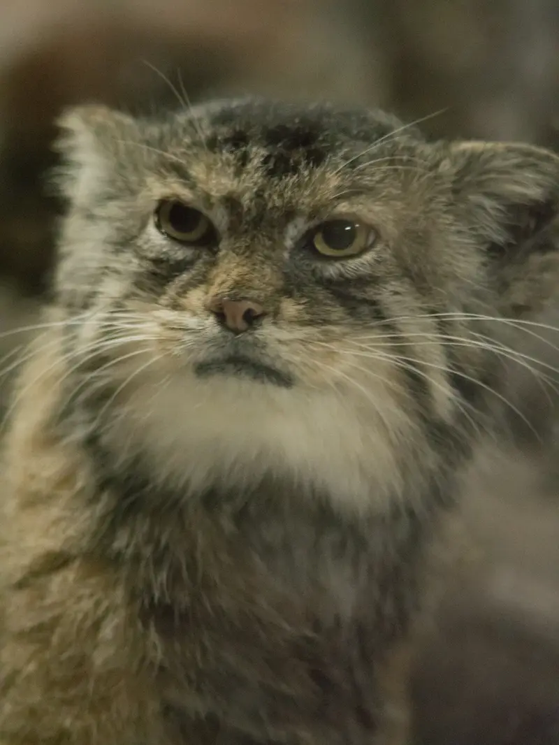 Фотография Примулы в Зоопарке Уено