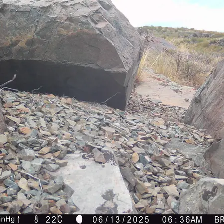 Фотография Сибирского Манула с фотоловушки Киикбай