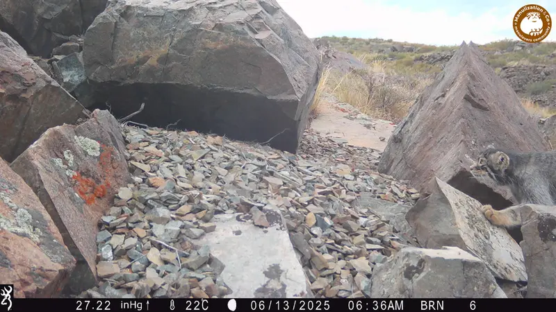 Фотография Сибирского Манула с фотоловушки Киикбай [новинка]