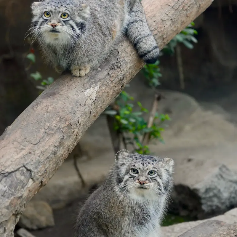 Фотография Аз и Ото в Царстве Животных Кобе