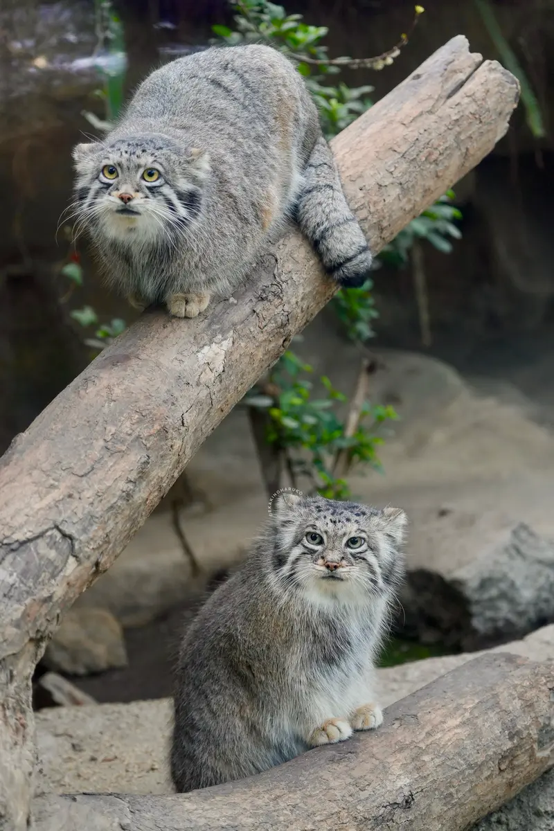 Фотография Аз и Ото в Царстве Животных Кобе