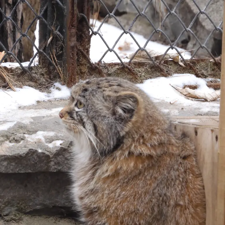 Фотография Руфа в Новосибирском Зоопарке