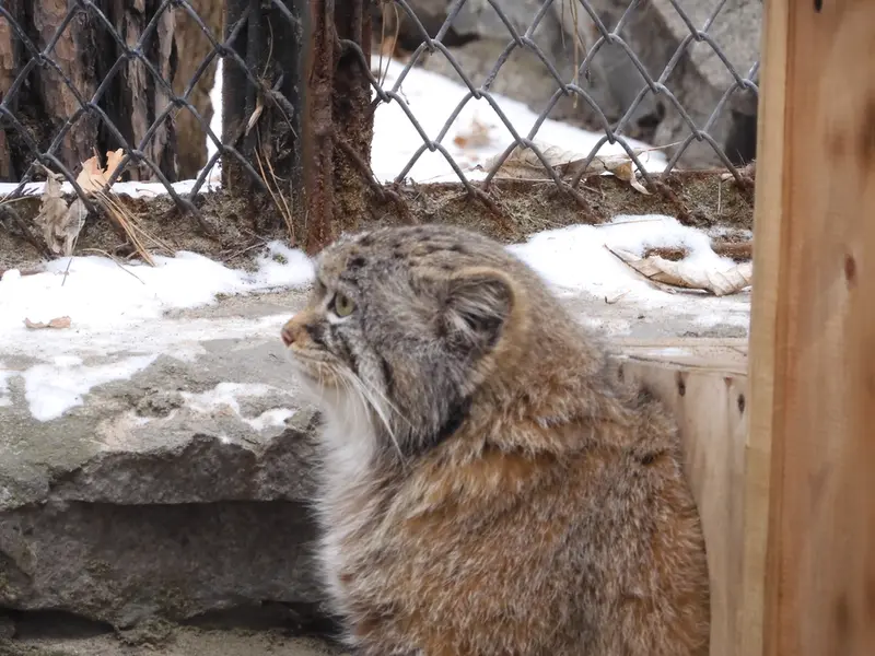 Фотография Руфа в Новосибирском Зоопарке