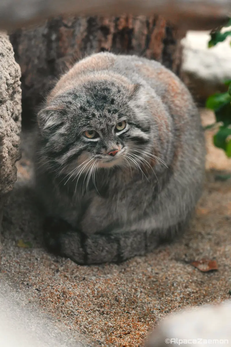 Фотография Нара в Царстве Животных Кобе