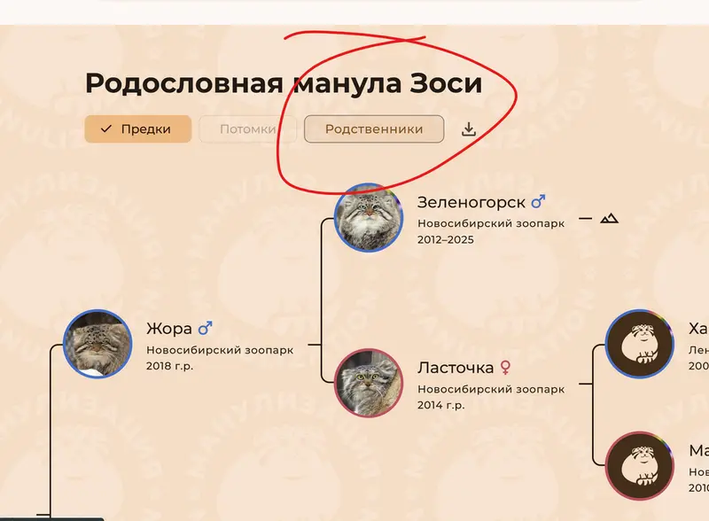Фотография с манулом
