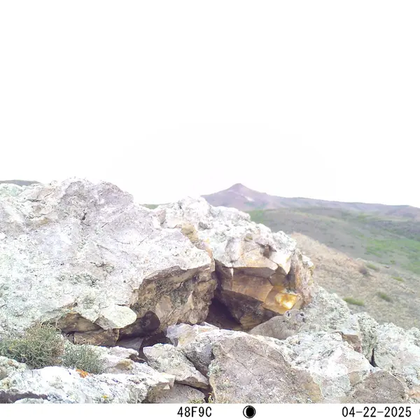 Фотография Пищухи с фотоловушки Бесшокы 1