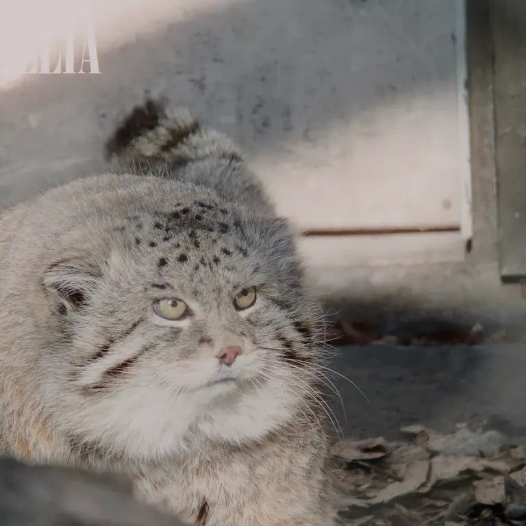 Фотография Олафа в Зоопарке Калгари / Институте Уайлдере