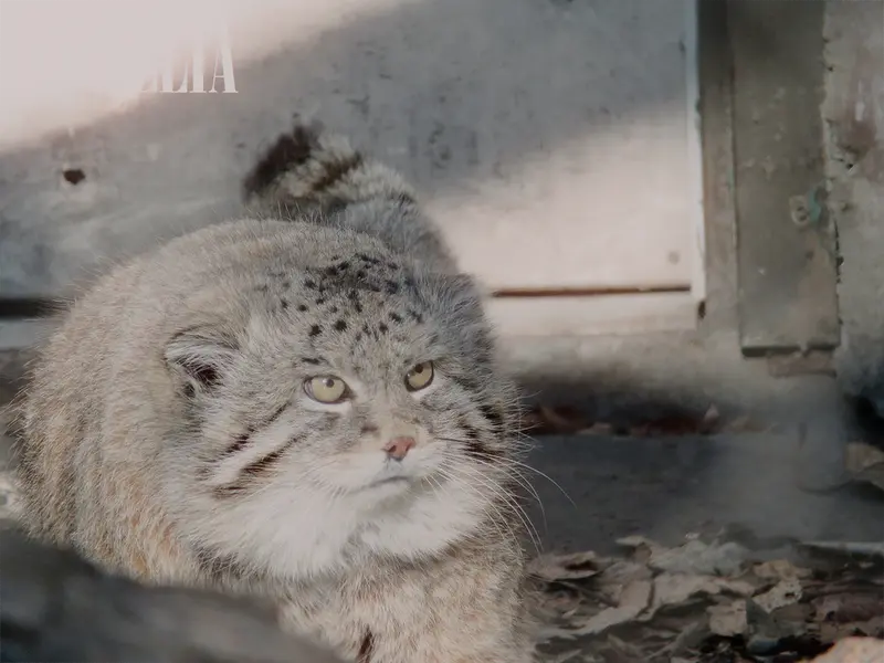 Фотография Олафа в Зоопарке Калгари / Институте Уайлдере