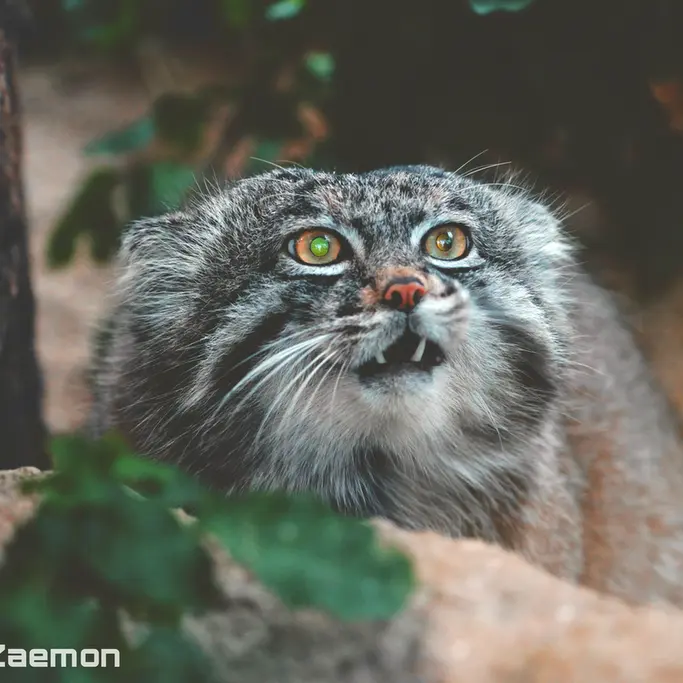 Фотография Нара в Царстве Животных Кобе